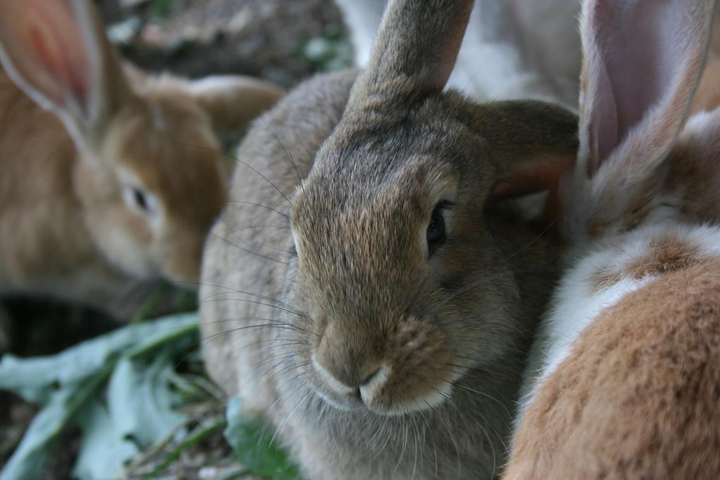 Bauernhof Hoenigshof フィッシュバッハ エクステリア 写真